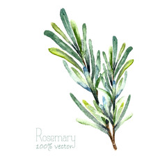Watercolor vector rosemary