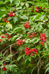 Red Rowan tree berries on branches