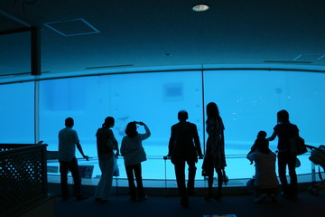 九州のある水族館です。