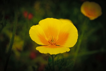 Obraz premium 高松空港の花壇で撮りました。