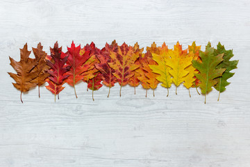 Autumn colourful leaves on a table