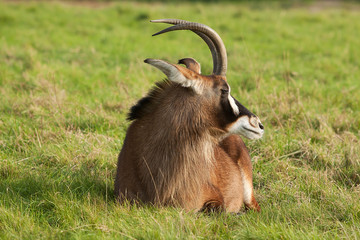 Resting Sable Antelope 