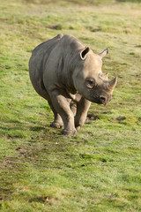 Rhino walking in sun shine