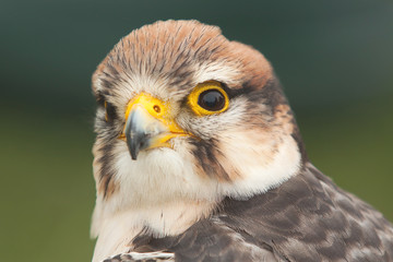 Lanner falcon portrait