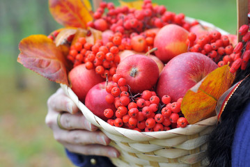 Autumn apples and rowan berries in basket with red leaves