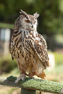 photo of an Eagle Owl