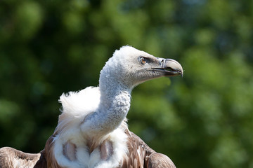 Giffon Vulture portrait