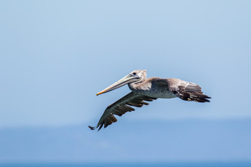 Brown Pelican in flight.