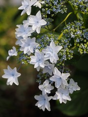 白い紫陽花のクローズアップ