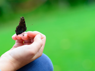 Butterfly sitting on child's hand