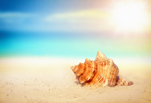  seashell on the sandy beach