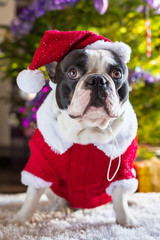 French bulldog in santa hat under christmas tree