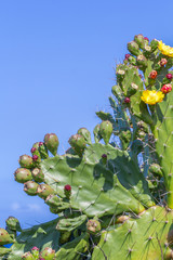 figues de barbarie
