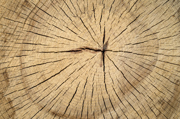 New cracked stump closeup