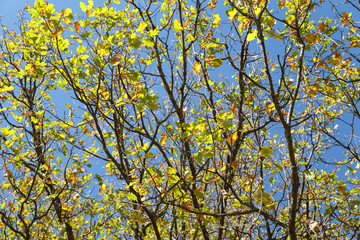 Fototapeta premium autumnal oak tree