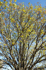  autumnal oak tree