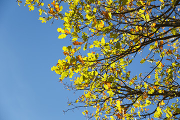  autumnal oak tree