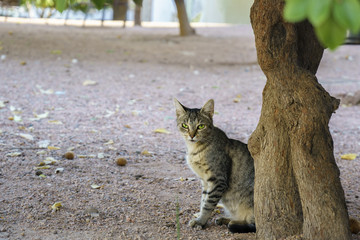 Naklejka na ściany i meble Roman cat under the shade of tree
