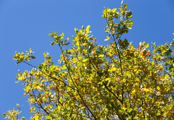 Fototapeta na wymiar autumnal oak tree
