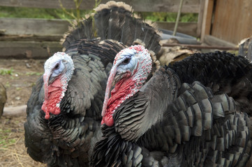 Bronzeputen, Puten, Hausgefluegel, Truthahn,