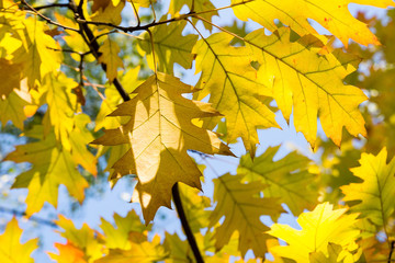 Oak leaves in autumn