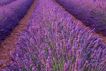 Naklejka na ściany i meble Beautiful fragrant lavender fields