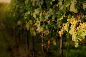 Vineyards at sunset. Ripe white grapes in dramatic light. View of vineyard row with bunches of ripe white wine grapes. Wonderful photo with selective focus and space for text.