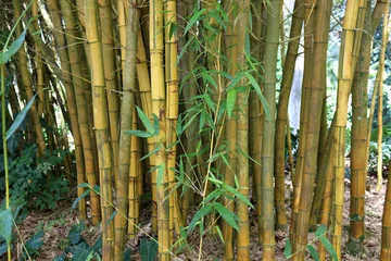 Wall murals Golden Bamboo