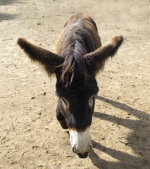 Poitou-Esel, Esel; Equus, Haustier