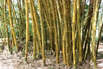 Golden Bamboo