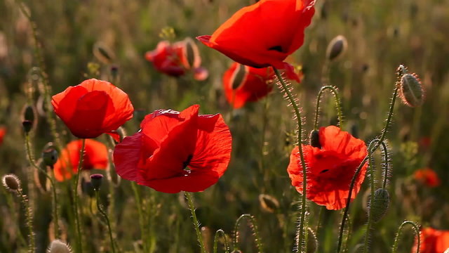 incredibly beautiful poppy flowers   / incredibly beautiful poppy flowers FULL HD