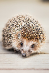 Small Funny Hedgehog On Wooden Floor