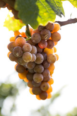 Trauben am Weinstock