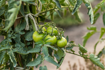 Green tomatoes