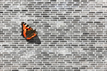 Schmetrterling auf Grauer Ziegelwand