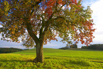 Fototapeta premium Streuobstbäume