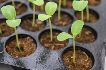 Melon plantation seeding