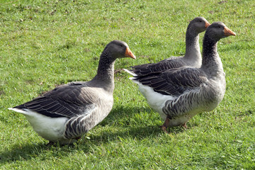 Pommerngaense, Ruegener, Gans