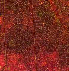 Vivid red autumn leaf texture with veins
