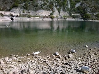 Papere al lago