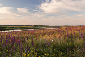 Prairie grass and flowers at sunset.