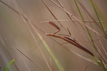 mantis on the plant.