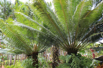 Gum palm