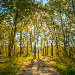 Fototapeta premium Sunny Day In Autumn Sunny Forest Trees, Green Grass. Nature Wood