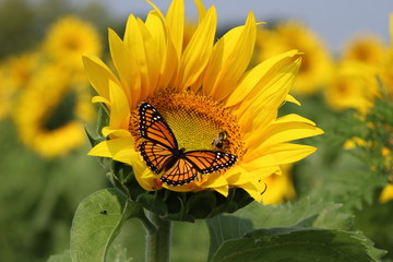 Naklejka premium Monarch on a sunflower