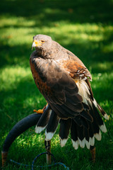 Eagle Haliaeetus albicilla on green grass background