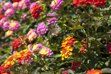 Wandelroeschen, Lantana, camara, Wandelrosen,