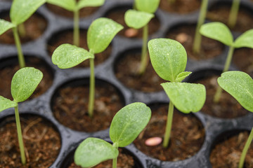 Melon plantation seeding