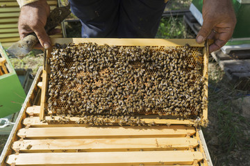 Beekeeper holding a honeycomb
