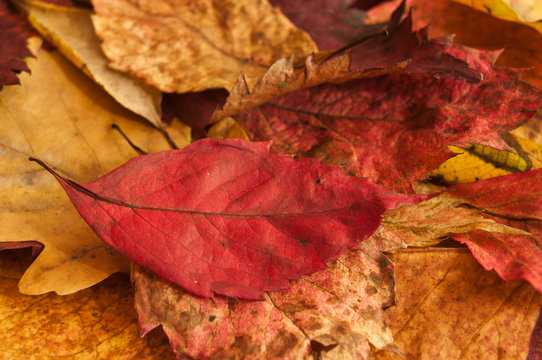texture de feuilles mortes à l'automne en gros plan
